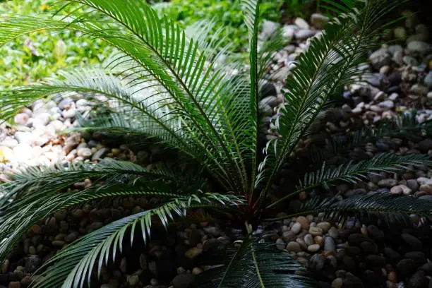 Palm Sago or Cycad tree  plant in garden