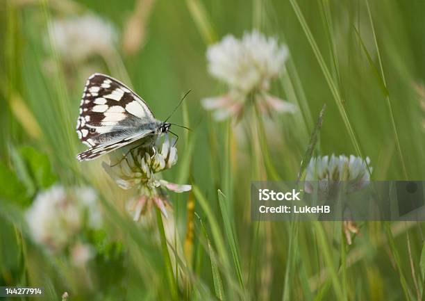 Marmo Bianco - Fotografie stock e altre immagini di Animale selvatico - Animale selvatico, Composizione orizzontale, Erba