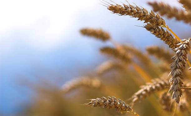 Close-up of mature bend wheat ears stock photo