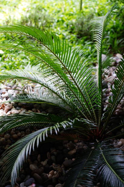 istock Cycad plant in garden 1442779889