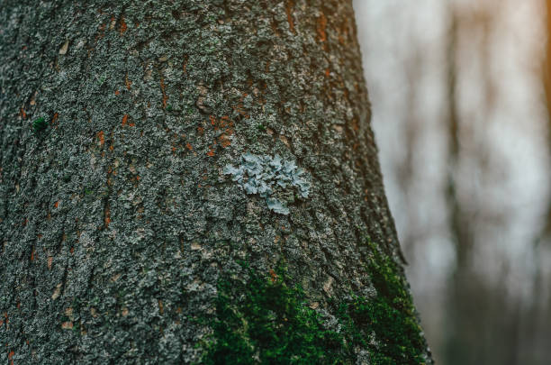 Patch of Parmotrema perlatum, commonly known as the powdered ruffle lichen growing on beech tree bark