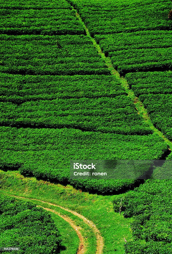 Plantação de chá - Foto de stock de Abstrato royalty-free