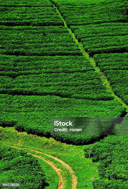 Foto de Plantação De Chá e mais fotos de stock de Abstrato - Abstrato, Agricultura, Asiático e indiano