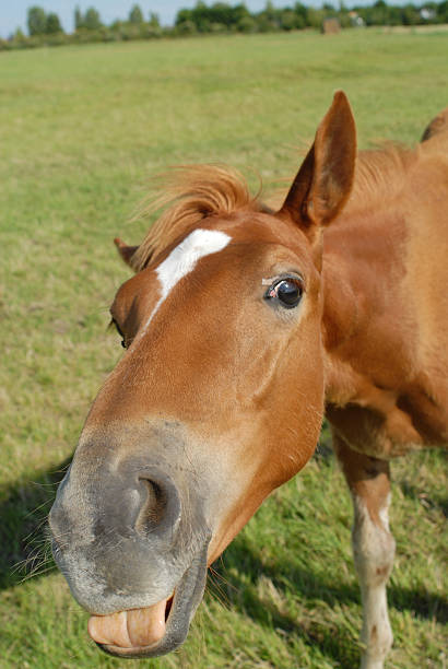 istock foal pulling the tongue out of 144278062