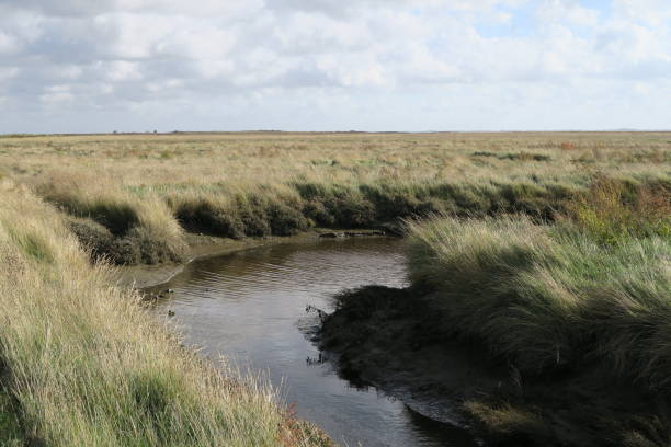 istock Tidal channel on Baltrum 1442781891
