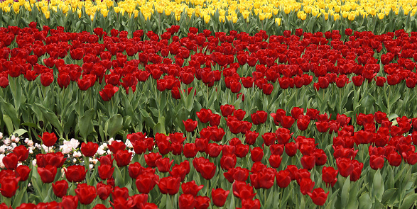 Horizontal line of stunning floral sea with the close-up of red tulips