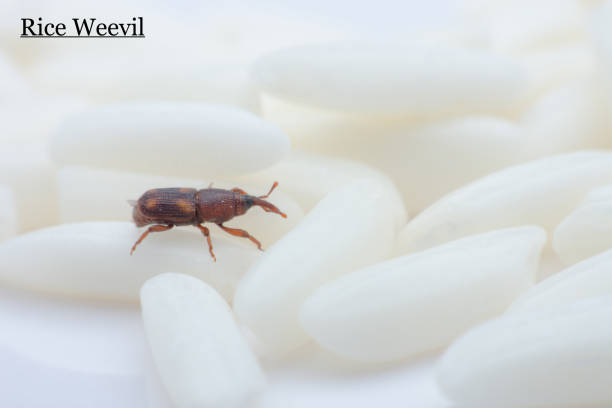 Rice weevil crawls on rice grains. Rice weevil crawls on rice grains. The rice weevil is a stored product pest which attacks seeds of several crops, including wheat, rice, and maize. rice weevils sitophilus oryzae stock pictures, royalty-free photos & images