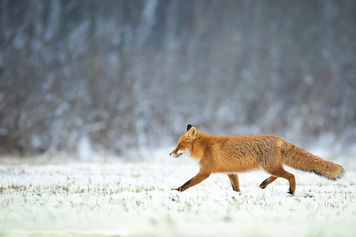 Fox Vulpes vulpes in winter scenery, Poland Europe, animal walking on meadow in amazing warm light
