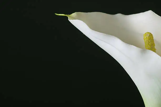 white calla lily on the black 