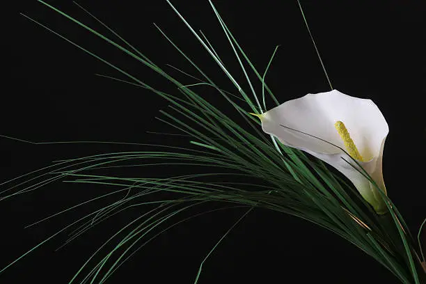 beautiful calla lily on the black background