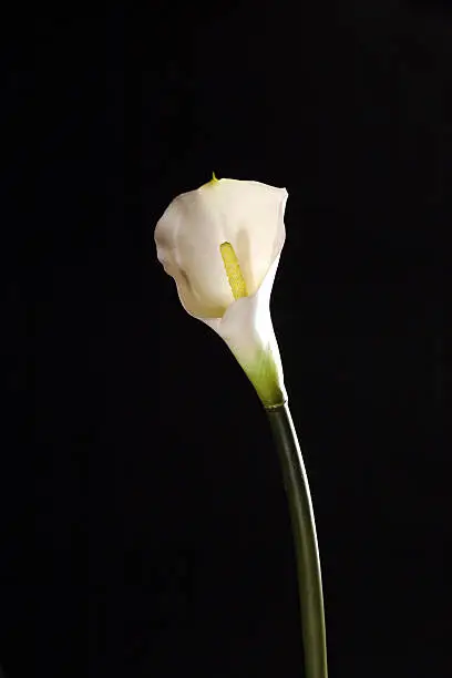 calla lily on the black background