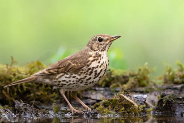istock Bird - song trush on green meadow, summer time 1442783620