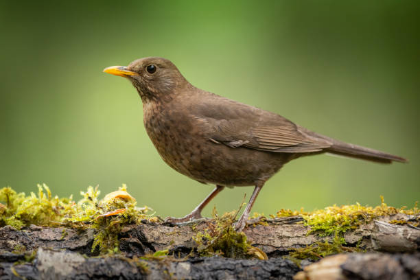 istock Bird - Blackbird Turdus merula male 1442783653