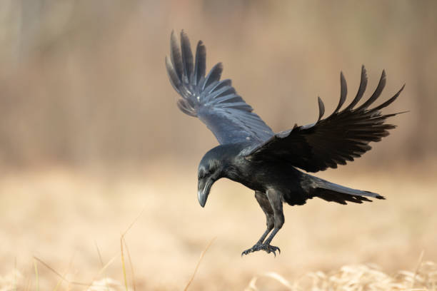 istock Bird Common Raven Corvus corax, dark style big black scary bird 1442783693
