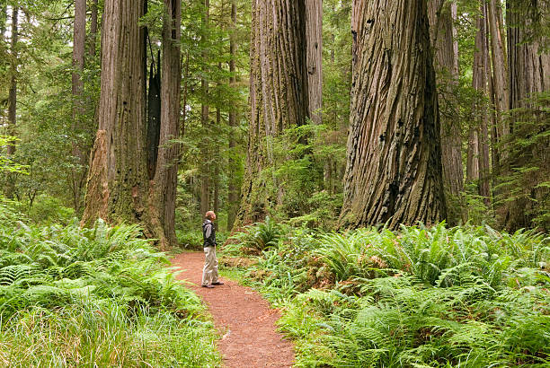istock Redwood trees with hiker looking up. 144278497