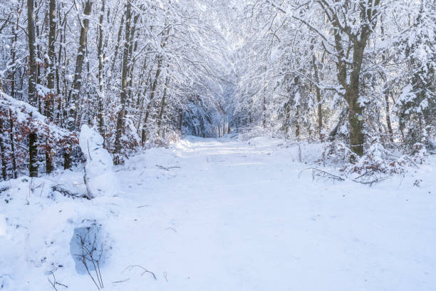 istock Winter landscape in the Taunus/Germany 1442785254
