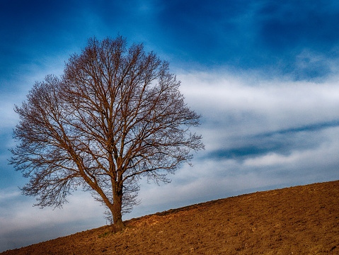 single tree in winter, artifical filtered