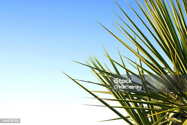 Palm Blätter Und Wunderschönen Blauen Himmel Stockfoto und mehr Bilder von Ast - Pflanzenbestandteil - Ast - Pflanzenbestandteil, Baum, Bildhintergrund