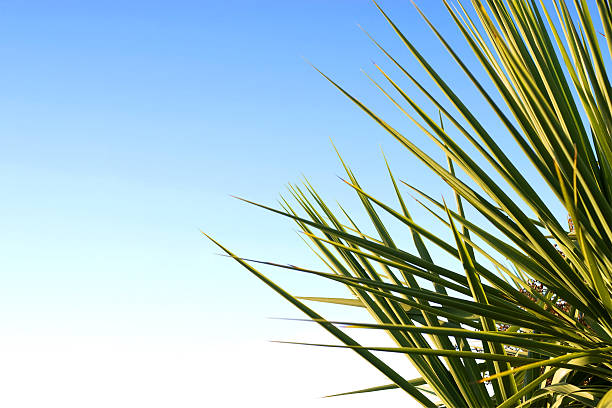 Palm leaves and beautiful blue sky. stock photo