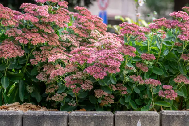 Hylotelephium sedum spectabile autumnal purple flowering ornamental plant, beautiful autumn joy stonecrop flowers in bloom, green leaves