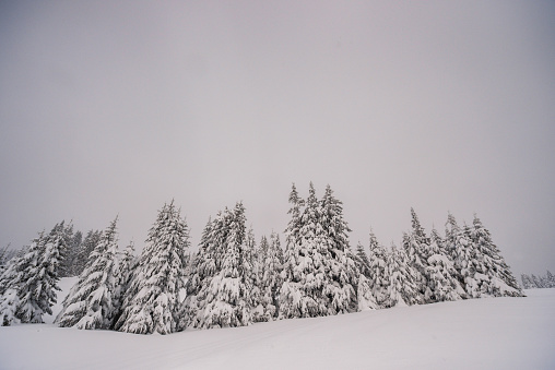 Winter background with snowcapped trees on remote glade. Snowflakes are falling from the sky.