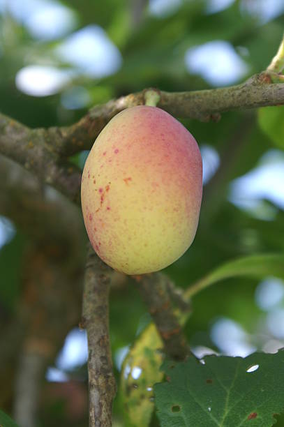 First plum this summer stock photo