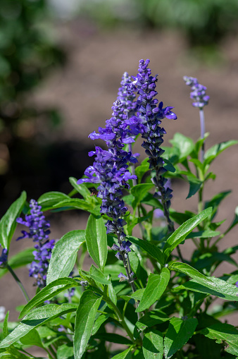 Salvia farinacea mealycup sage beautiful purple blue flowers in bllom, mealy sages flowering plants in the garden, green leaves