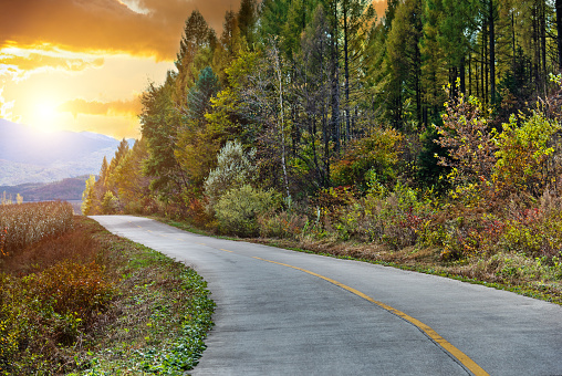 Winding road through scenic autumn trees