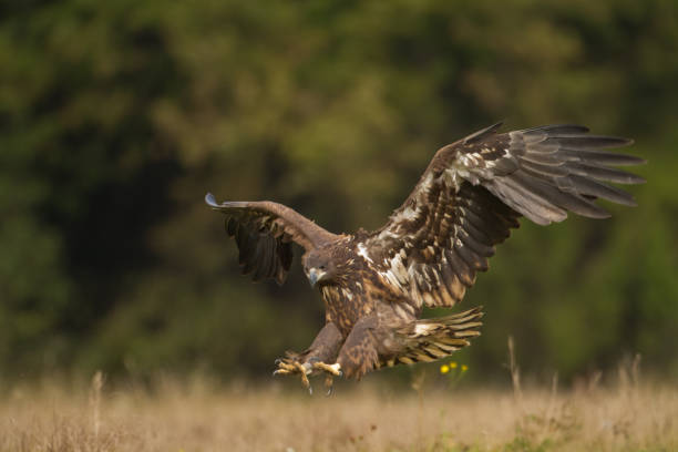 istock flying Majestic predator White-tailed eagle, Haliaeetus albicilla in Poland wild nature 1442790758
