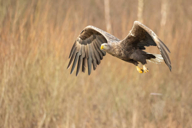 istock flying Majestic predator White-tailed eagle, Haliaeetus albicilla in Poland wild nature 1442790963