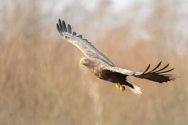 istock flying Majestic predator White-tailed eagle, Haliaeetus albicilla in Poland wild nature 1442790967