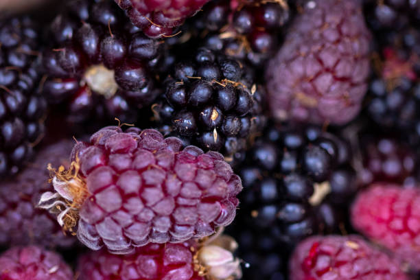 istock freshly picked dutch raspberries macro shot 1442791152