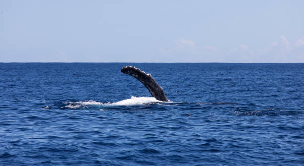 istock View of swimming whale 1442792059