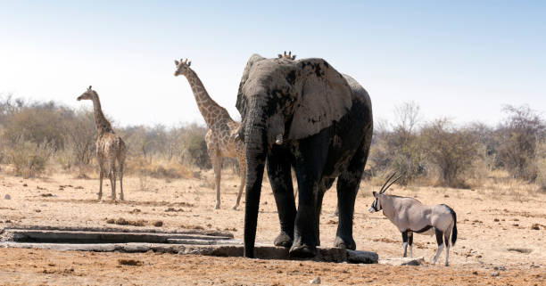 istock Wonderful view of elephant in park 1442792140