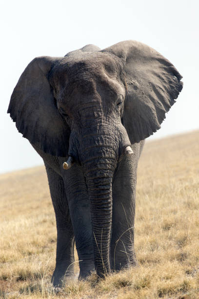 istock Wonderful view of elephant in park 1442792166