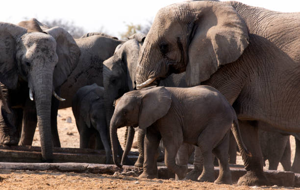 istock Wonderful view of elephant in park 1442792213