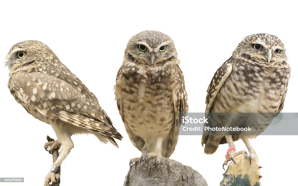 Tre delle tane Owls - Foto stock royalty-free di Civetta delle tane