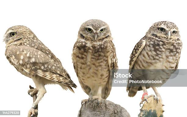 Tre Delle Tane Owls - Fotografie stock e altre immagini di Civetta delle tane - Civetta delle tane, Scontornabile, Sfondo bianco