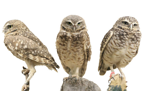 Three Burrowing Owls Three burrowing owls (Athene cunicularia) over white burrowing owl stock pictures, royalty-free photos & images