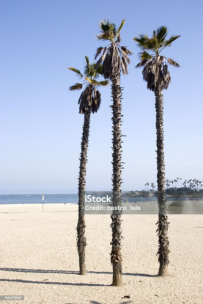 Palmiers arbres - Photo de Beauté libre de droits