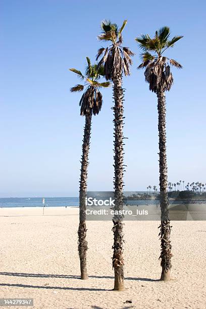 Photo libre de droit de Palmiers Arbres banque d'images et plus d'images libres de droit de Beauté - Beauté, Beauté de la nature, Californie