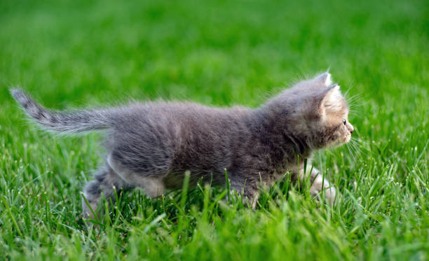 istock A small fluffy kitten walking on the lawn. 1442794280