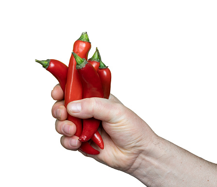 Some  Red hot chili peppers in the hand on a 
transparent background