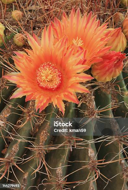 Ferocactus Echinocactus Explosão De 1 - Fotografias de stock e mais imagens de Agulha - Parte de planta - Agulha - Parte de planta, Arizona, Beleza natural