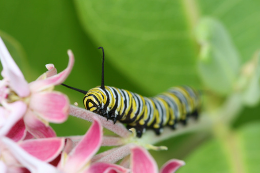 Monarch Caterpillar crawling up milkweed
