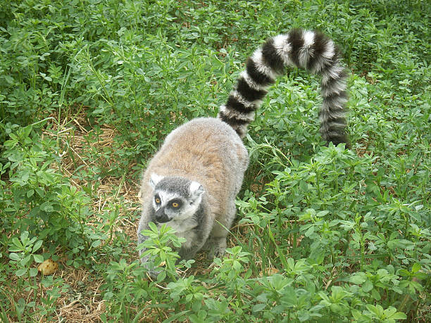 Ring-Tailed Lemur (Catta) stock photo