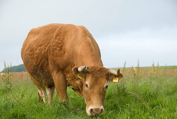 Close-up livestock photo of a speckled bull (Bos taurus) grazing with its head down on a lush green pasture dotted with small daisies. The image shows thick curved horns, a black-and-white mottled coat and a grass-covered muzzle captured in natural daylight. A shallow depth of field with gentle bokeh isolates the animal against the meadow, providing copy space in a horizontal composition suitable for agriculture, ranching, editorial and education uses.