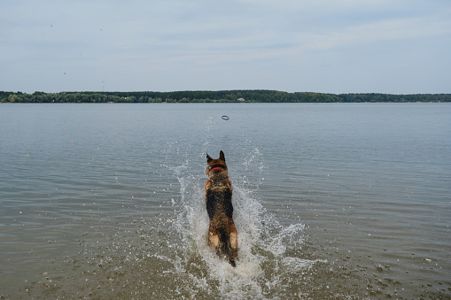 German Shepherd has fun by river in summer. Throw toy to dog in water and jumps to bring it. Spray is flying in different directions. Rear view of back and tail.