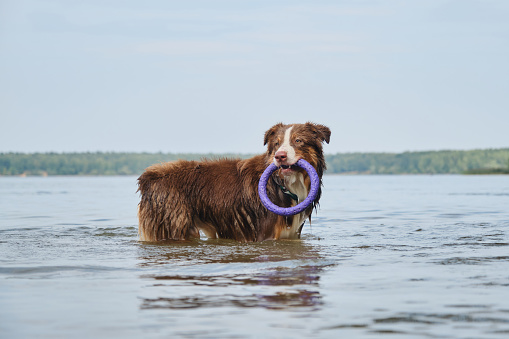 Brown Australian Shepherd has fun swimming in river in summer. Dog standing in water with round toy in teeth. Aussie red tricolor. Active games with pet in nature.