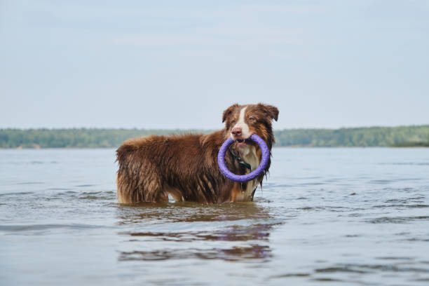 собака стоит в воде с круглой игрушкой в зубах. австралийский красный триколор. активные игры с питомцем на природе. коричневая авст�ралийск - gnaw стоковые фото и изображения